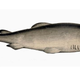 Illustration for article titled These sharks are so slow they can only catch you if you're asleep